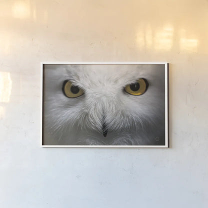 Snowy Owl Stare by Nathan Larson. shown as a paper print in a white frame. Available as a archival giclee rolled canvas, fine art paper, or poster print. SKU 75479i.