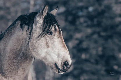 Snowy Range by Nathan Larson. SKU 84267i. Archival Giclee Fine art print for wall decor.