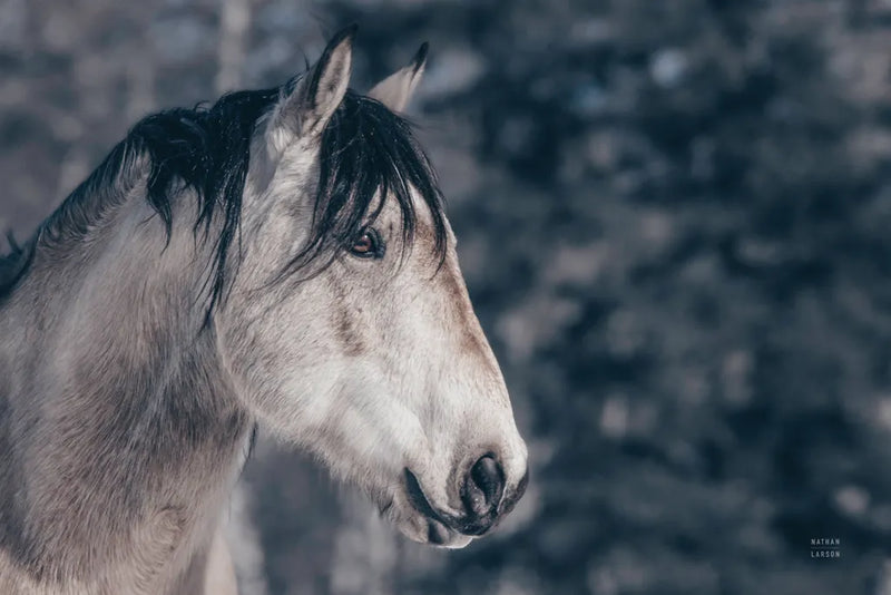 Snowy Range by Nathan Larson. SKU 84267i. Archival Giclee Fine art print for wall decor.
