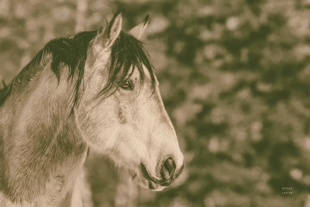 Snowy Range Antique by Nathan Larson. SKU 84270i. Archival Giclee Fine art print for wall decor.