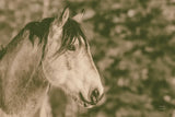 Snowy Range Antique by Nathan Larson. SKU 84270i. Archival Giclee Fine art print for wall decor.