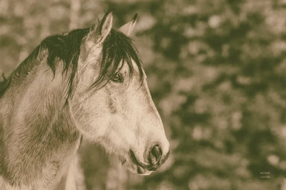 Snowy Range Antique by Nathan Larson. SKU 84270i. Archival Giclee Fine art print for wall decor.