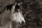 Snowy Range BW by Nathan Larson. SKU 84268i. Archival Giclee Fine art print for wall decor.