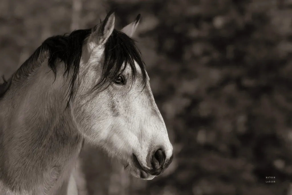 Snowy Range BW by Nathan Larson. SKU 84268i. Archival Giclee Fine art print for wall decor.