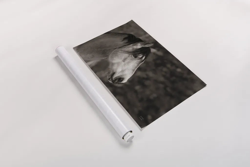 Snowy Range BW by Nathan Larson. shown as a rolled paper print. Available as archival giclee rolled canvas, fine art paper, or poster print. SKU 84268i.