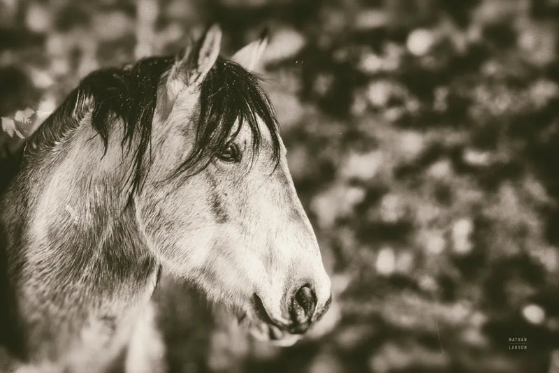 Snowy Range Sepia by Nathan Larson. SKU 84269i. Archival Giclee Fine art print for wall decor.
