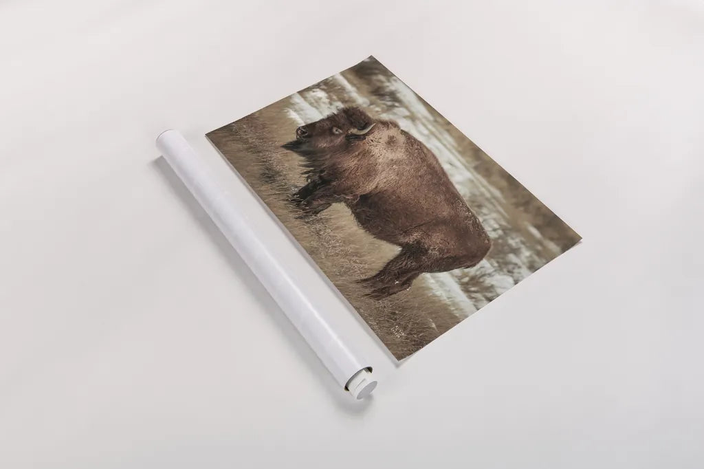 Solitary by Nathan Larson. shown as a rolled paper print. Available as archival giclee rolled canvas, fine art paper, or poster print. SKU 84314i.