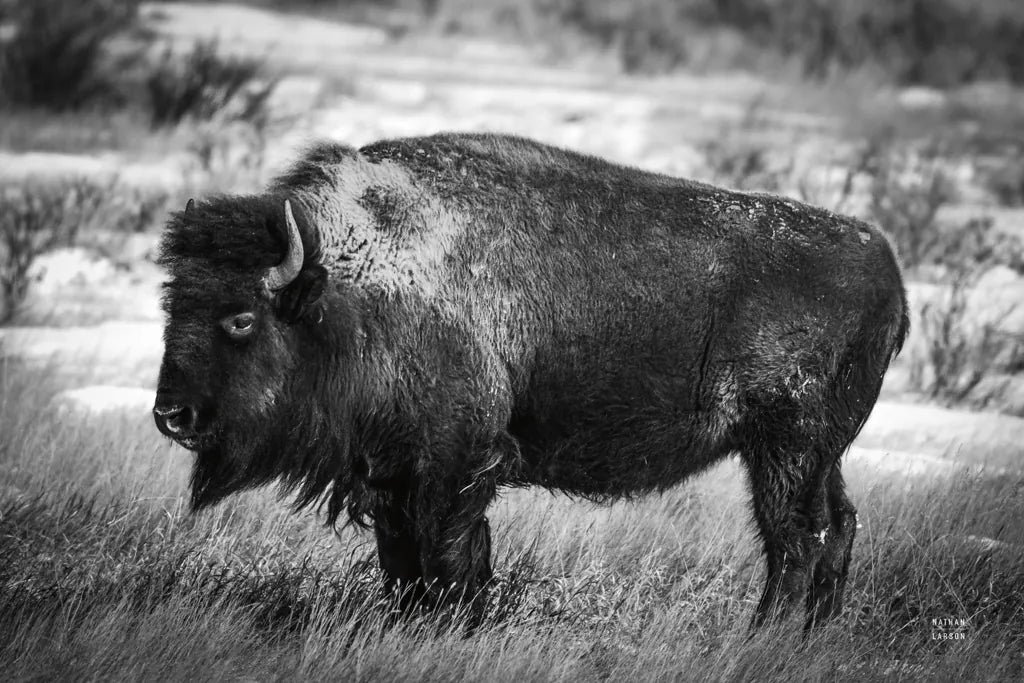 Solitary BW by Nathan Larson. SKU 84315i. Archival Giclee Fine art print for wall decor.