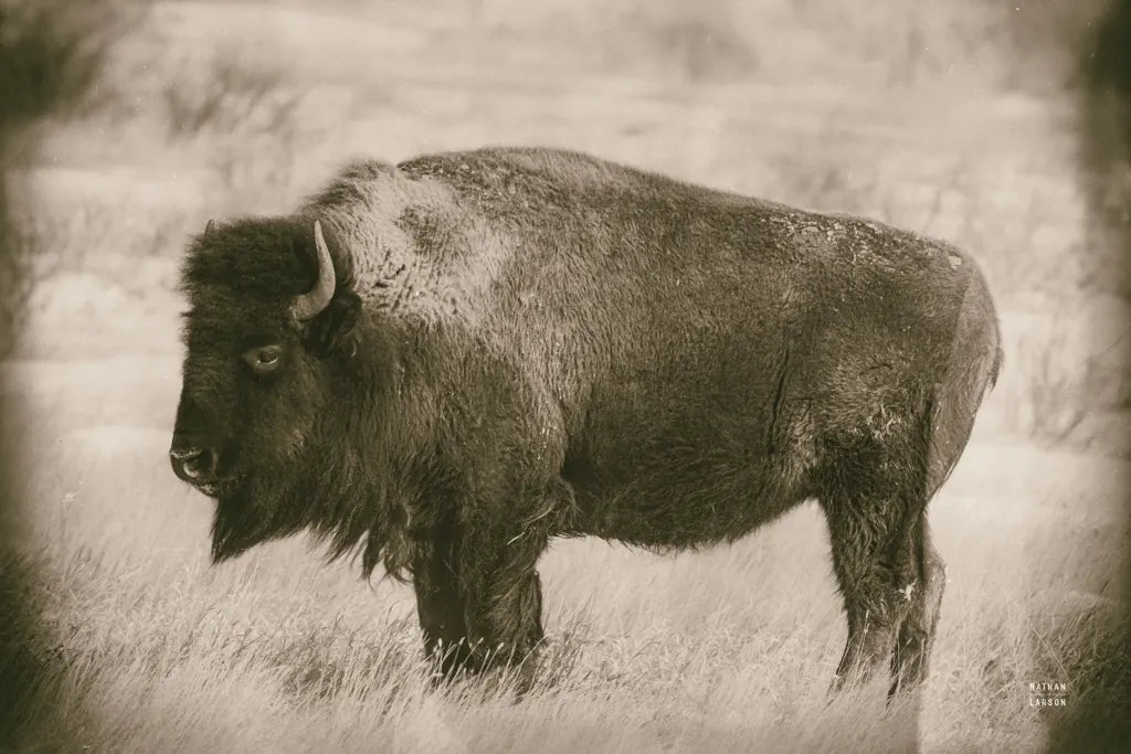 Solitary Sepia by Nathan Larson. SKU 84316i. Archival Giclee Fine art print for wall decor.