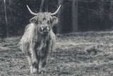 Something to Chew On by Nathan Larson. SKU 96548i. Archival Giclee Fine art print for wall decor.