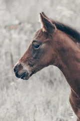 Son by Nathan Larson. SKU 98633h. Archival Giclee Fine art print for wall decor.