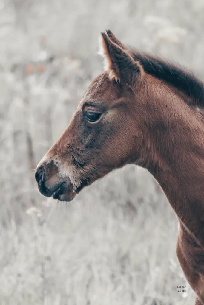 Son by Nathan Larson. SKU 98633h. Archival Giclee Fine art print for wall decor.