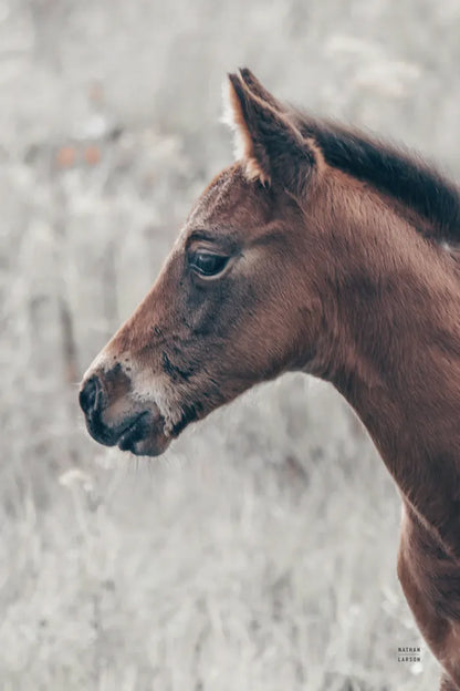 Son by Nathan Larson. SKU 98633h. Archival Giclee Fine art print for wall decor.