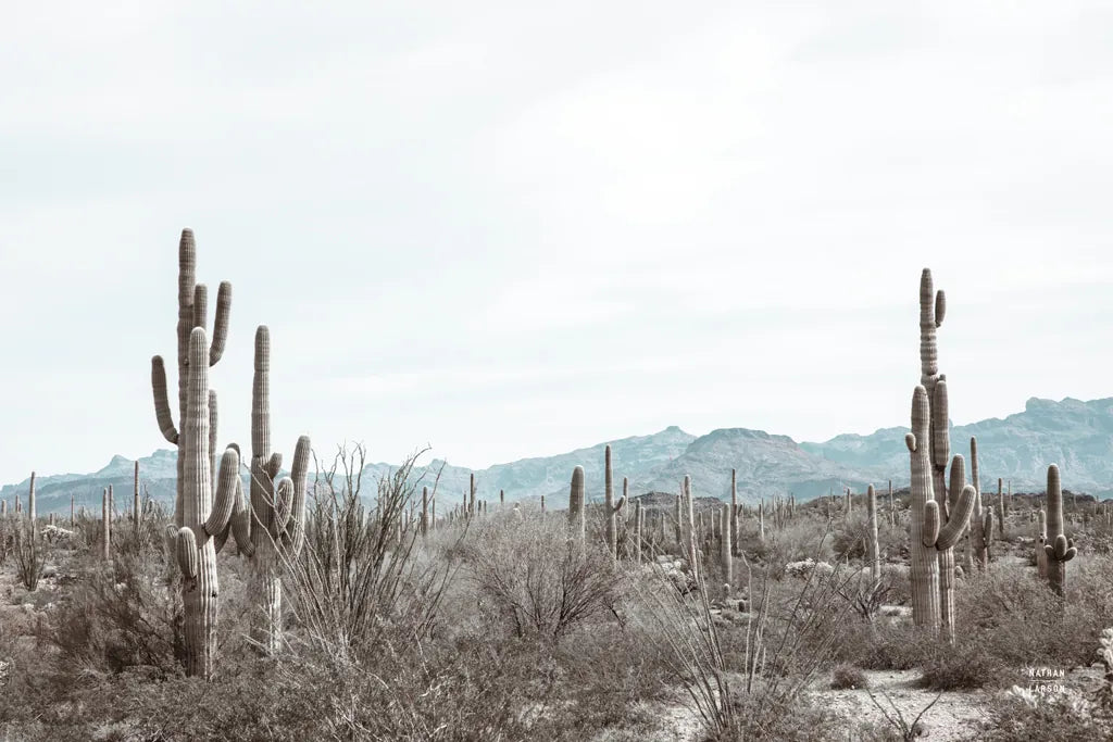 Sonoran Wonderland by Nathan Larson. SKU 90439i. Archival Giclee Fine art print for wall decor.