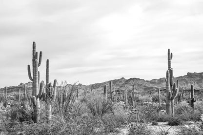 Sonoran Wonderland BW by Nathan Larson. SKU 90440i. Archival Giclee Fine art print for wall decor.