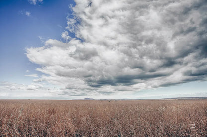 Soy Fields by Nathan Larson. SKU 86417i. Archival Giclee Fine art print for wall decor.