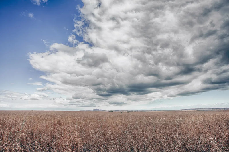 Soy Fields by Nathan Larson. SKU 86417i. Archival Giclee Fine art print for wall decor.