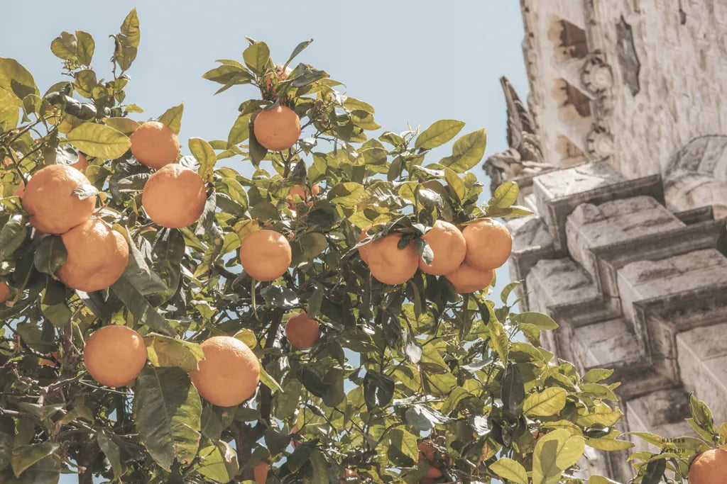 Spanish Islands Oranges by Nathan Larson. SKU 85804i. Archival Giclee Fine art print for wall decor.