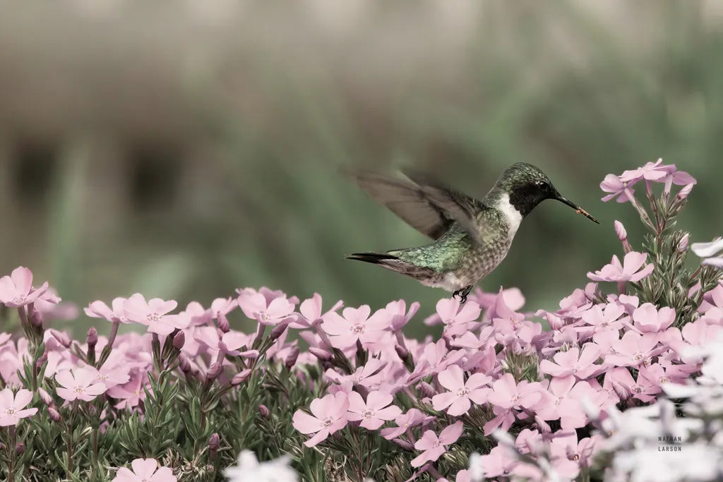 Spring Hummingbird by Nathan Larson. SKU 79333i. Archival Giclee Fine art print for wall decor.