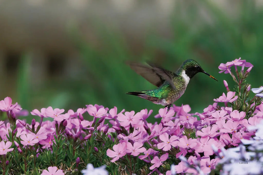 Spring Hummingbird Bright by Nathan Larson. SKU 79334i. Archival Giclee Fine art print for wall decor.
