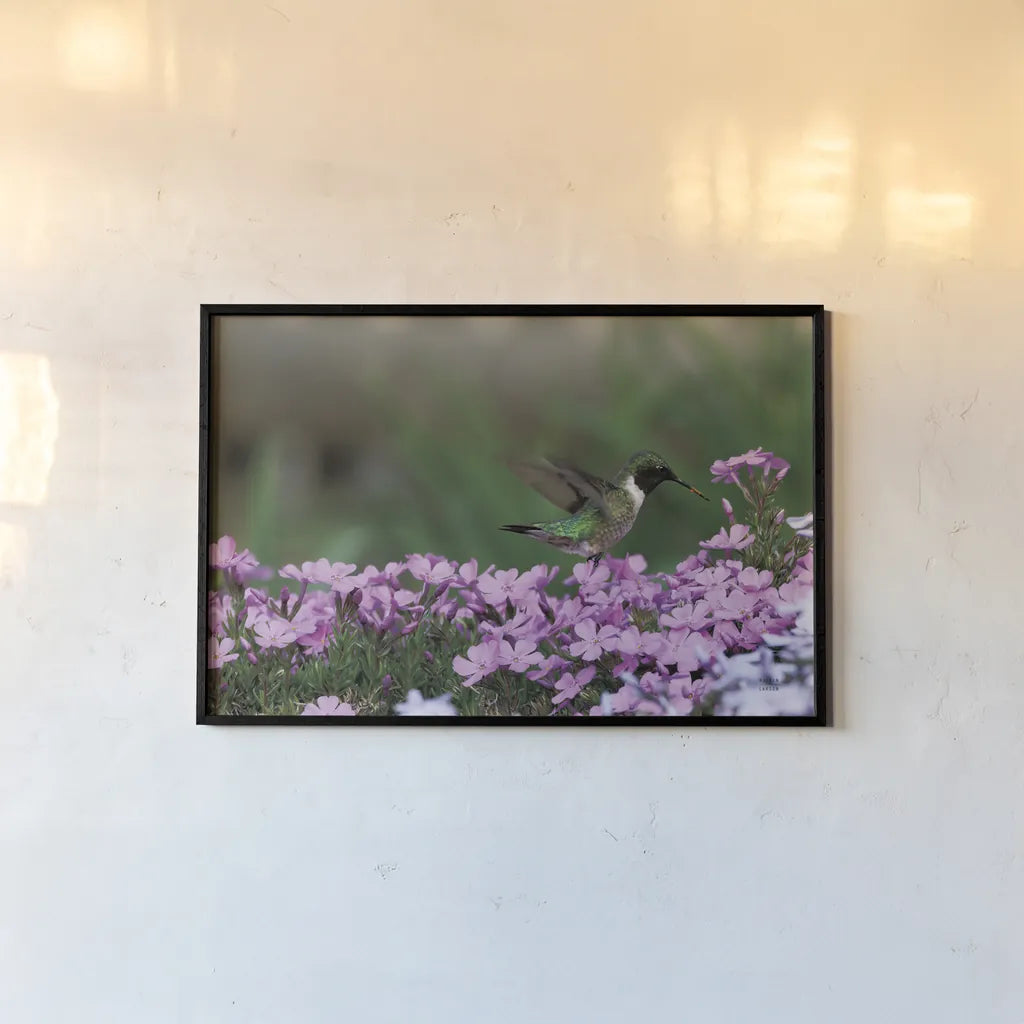 Spring Hummingbird Bright by Nathan Larson. shown as a paper print in a black flame. Available as a archival giclee rolled canvas, fine art paper, or poster print. SKU 79334i.
