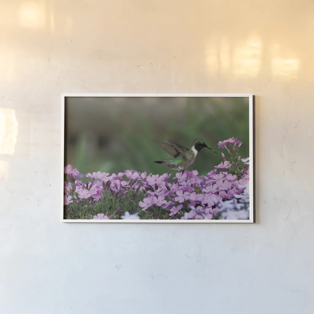 Spring Hummingbird Bright by Nathan Larson. shown as a paper print in a white frame. Available as a archival giclee rolled canvas, fine art paper, or poster print. SKU 79334i.