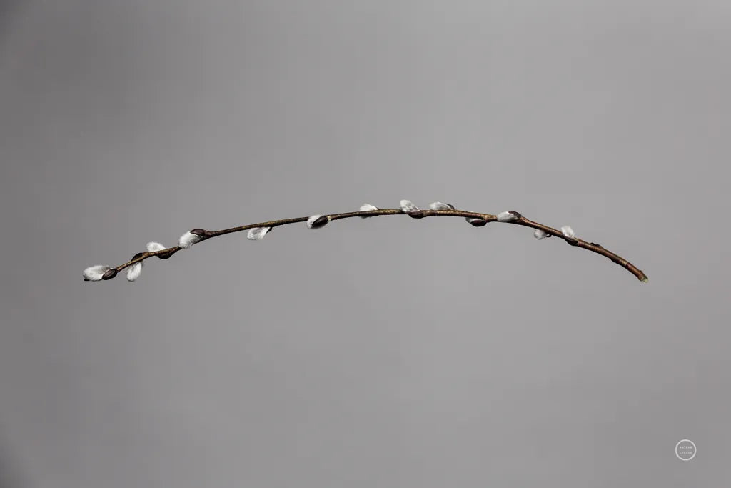 Springtime in the Air by Nathan Larson. SKU 70272i. Archival Giclee Fine art print for wall decor.