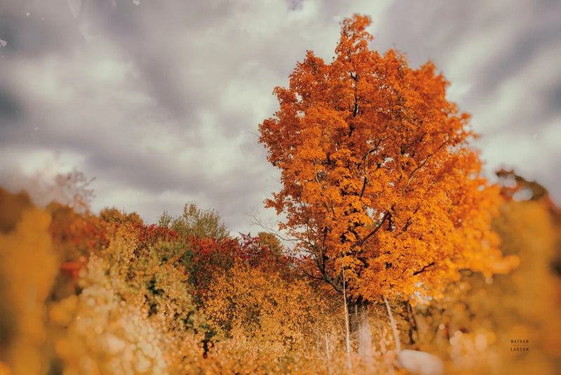 Stand Out by Nathan Larson