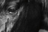 Still by Nathan Larson. SKU 97584i. Archival Giclee Fine art print for wall decor.