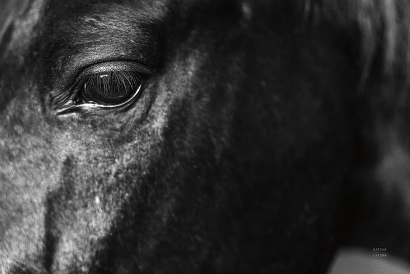 Still by Nathan Larson. SKU 97584i. Archival Giclee Fine art print for wall decor.