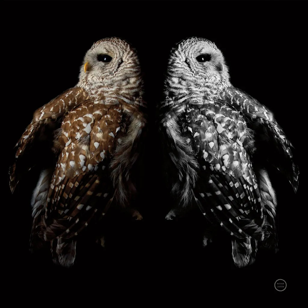 Still a Life by Nathan Larson. SKU 74414a. Archival Giclee Fine art print for wall decor.