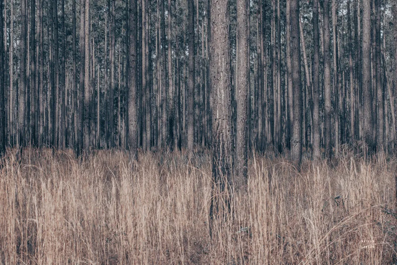 Stitched by Nathan Larson. SKU 97537i. Archival Giclee Fine art print for wall decor.