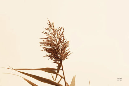 Summer Reeds I by Nathan Larson. SKU 76204i. Archival Giclee Fine art print for wall decor.