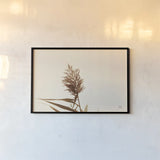 Summer Reeds I by Nathan Larson. shown as a paper print in a black flame. Available as a archival giclee rolled canvas, fine art paper, or poster print. SKU 76204i.