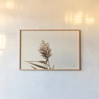 Summer Reeds I by Nathan Larson. shown as a paper print in a natural frame. Available as a archival giclee rolled canvas, fine art paper, or poster print. SKU 76204i.