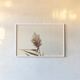 Summer Reeds I by Nathan Larson. shown as a paper print in a white frame. Available as a archival giclee rolled canvas, fine art paper, or poster print. SKU 76204i.