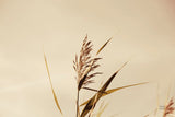 Summer Reeds II by Nathan Larson. SKU 76205i. Archival Giclee Fine art print for wall decor.