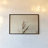 Summer Reeds II by Nathan Larson. shown as a paper print in a black flame. Available as a archival giclee rolled canvas, fine art paper, or poster print. SKU 76205i.