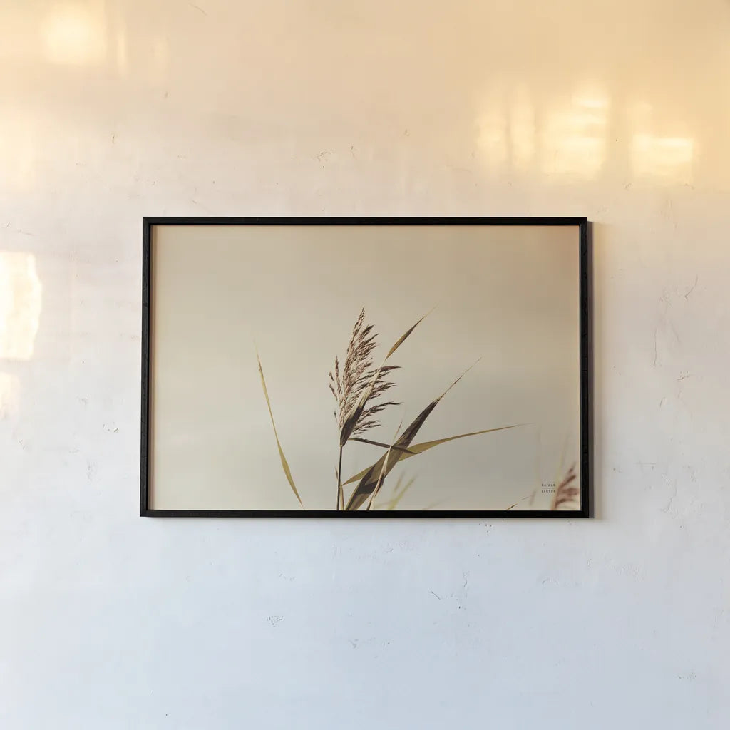 Summer Reeds II by Nathan Larson. shown as a paper print in a black flame. Available as a archival giclee rolled canvas, fine art paper, or poster print. SKU 76205i.
