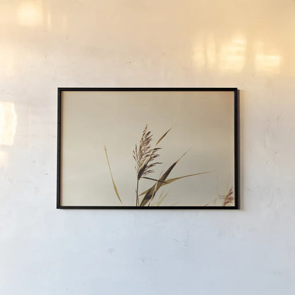 Summer Reeds II by Nathan Larson. shown as a paper print in a black flame. Available as a archival giclee rolled canvas, fine art paper, or poster print. SKU 76205i.