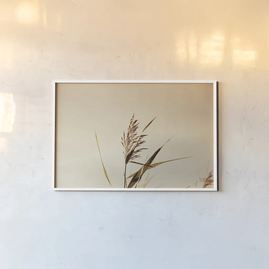 Summer Reeds II by Nathan Larson. shown as a paper print in a white frame. Available as a archival giclee rolled canvas, fine art paper, or poster print. SKU 76205i.