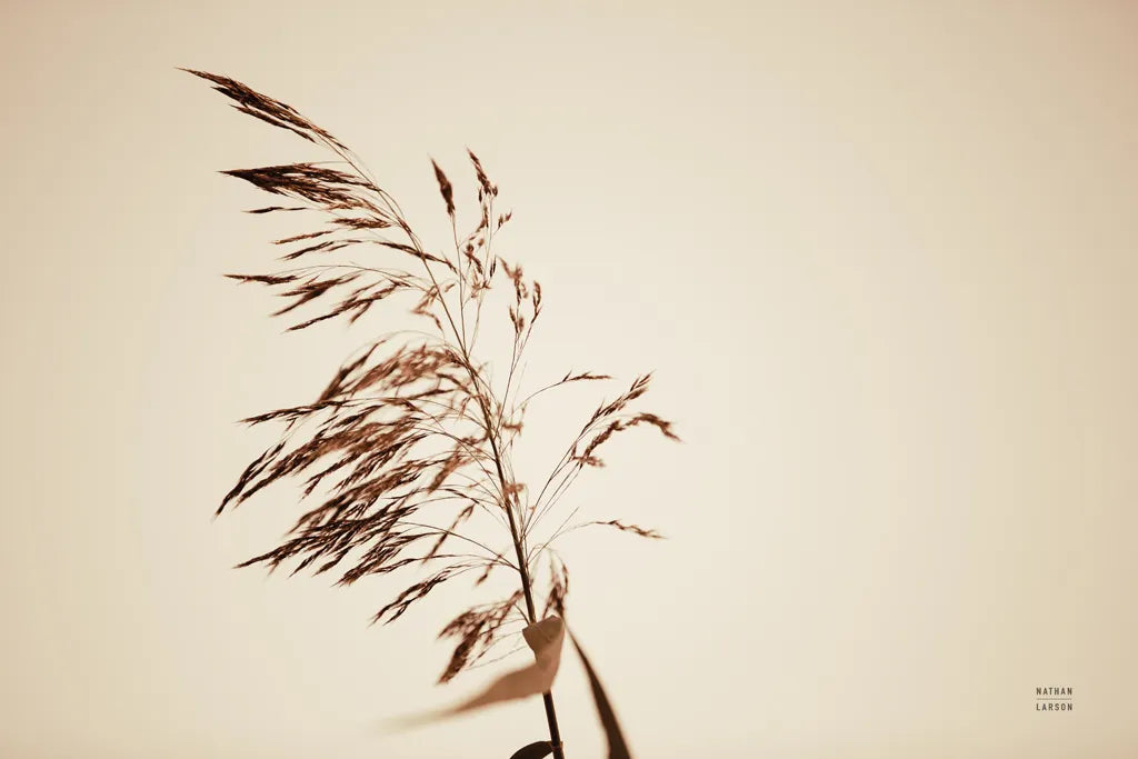 Summer Reeds III by Nathan Larson. SKU 76206i. Archival Giclee Fine art print for wall decor.