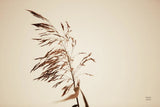 Summer Reeds III by Nathan Larson. SKU 76206i. Archival Giclee Fine art print for wall decor.