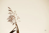 Summer Reeds IV by Nathan Larson. SKU 76207i. Archival Giclee Fine art print for wall decor.
