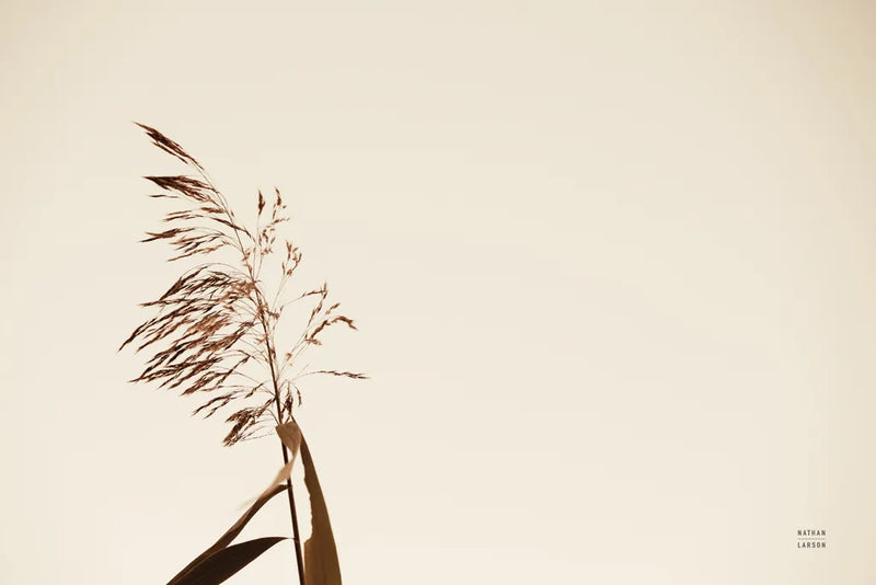 Summer Reeds IV by Nathan Larson. SKU 76207i. Archival Giclee Fine art print for wall decor.