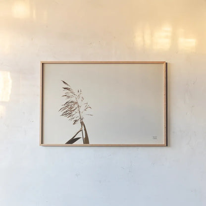 Summer Reeds IV by Nathan Larson. shown as a paper print in a natural frame. Available as a archival giclee rolled canvas, fine art paper, or poster print. SKU 76207i.