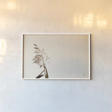 Summer Reeds IV by Nathan Larson. shown as a paper print in a white frame. Available as a archival giclee rolled canvas, fine art paper, or poster print. SKU 76207i.