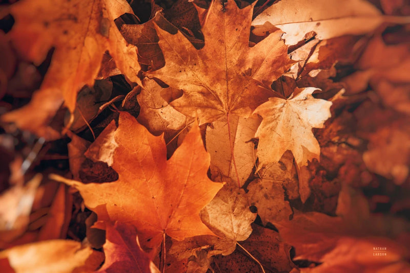Sunlit Leaves by Nathan Larson