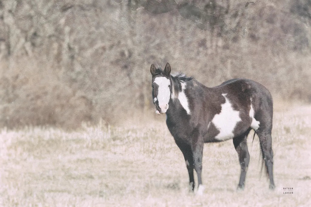 Sunny Field II by Nathan Larson. SKU 97357i. Archival Giclee Fine art print for wall decor.
