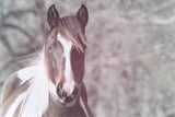 Sunny Field IV by Nathan Larson. SKU 97359i. Archival Giclee Fine art print for wall decor.